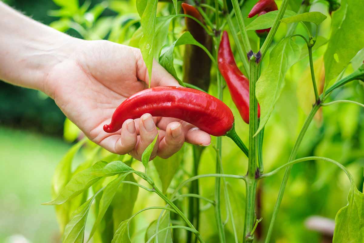 Trinidad Hot Pepper Vegetable Seeds for Planting