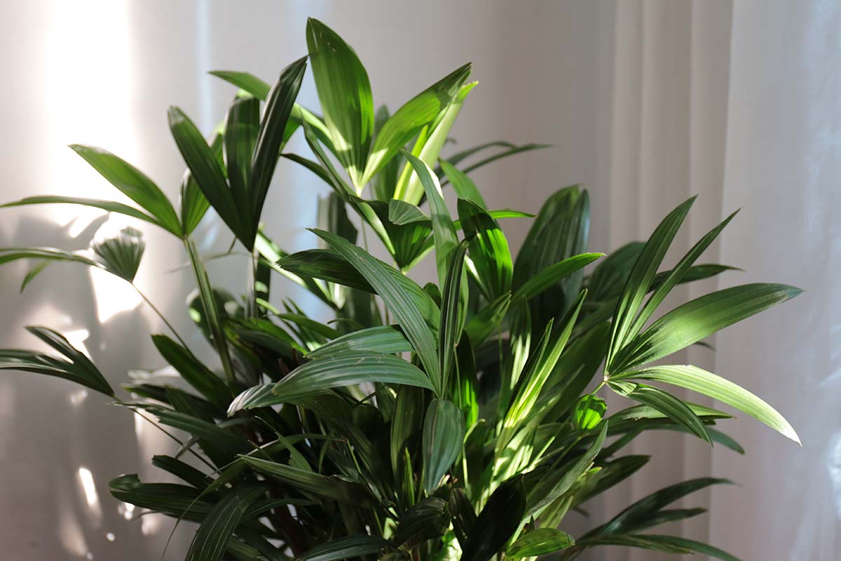 Rhapis Plant Seeds for Planting -Hierloom Seeds