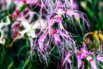 Heirloom Dianthus Spooky Seeds – Non-GMO Flower Seeds for Planting - Dianthus for planting in home garden