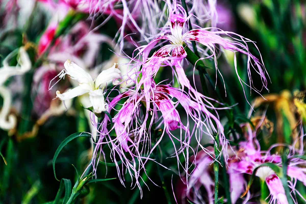 Heirloom Dianthus Spooky Seeds – Non-GMO Flower Seeds for Planting - Dianthus for planting in home garden