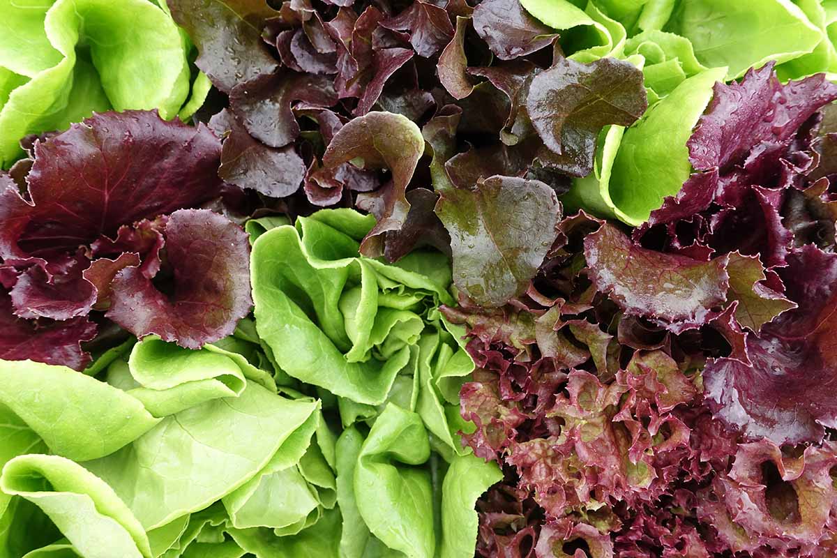 Mesclun Lettuce Seeds for Planting