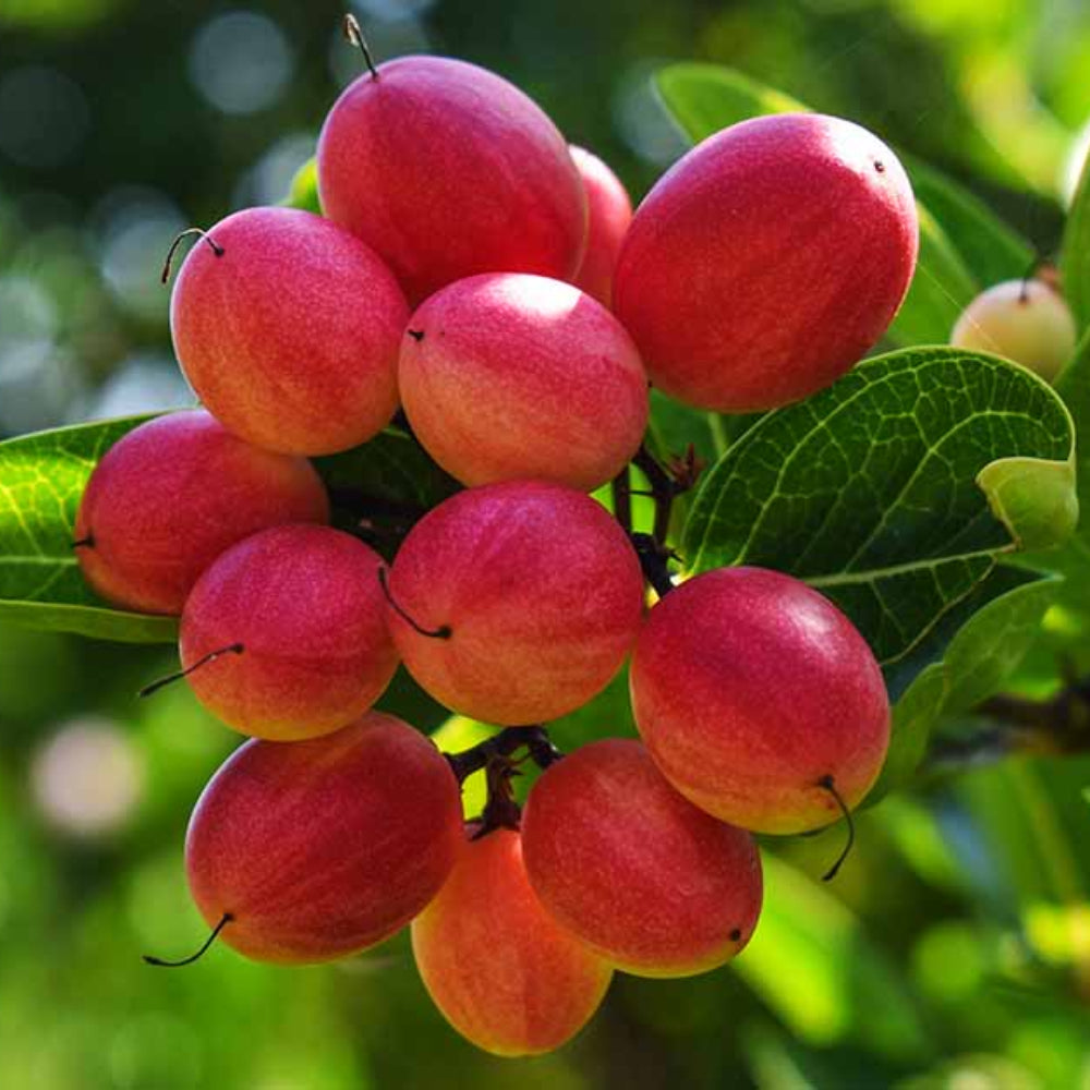 Dulcificum Fruit Seeds for Planting - High-Quality, Non-GMO, for Home Gardening