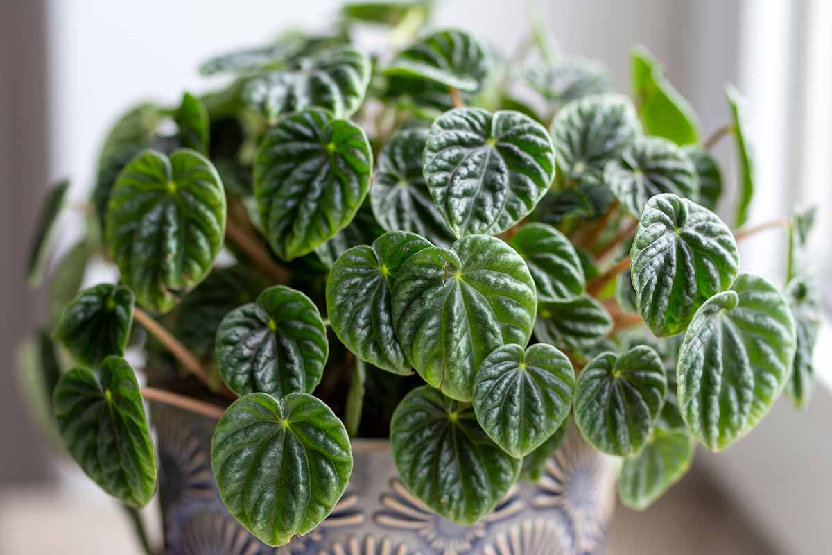 Peperomia Plant Seeds for Planting