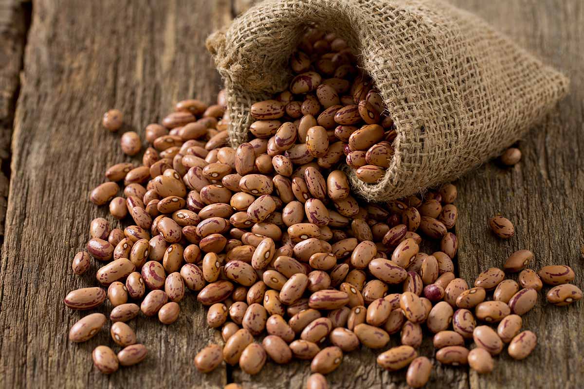 Pinto Bean Vegetable Seeds for Planting