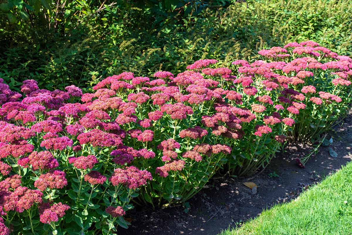 Heirloom Non-GMO Sedum Album Flower Seeds for Planting – Low-Maintenance Ground Cover Blooms