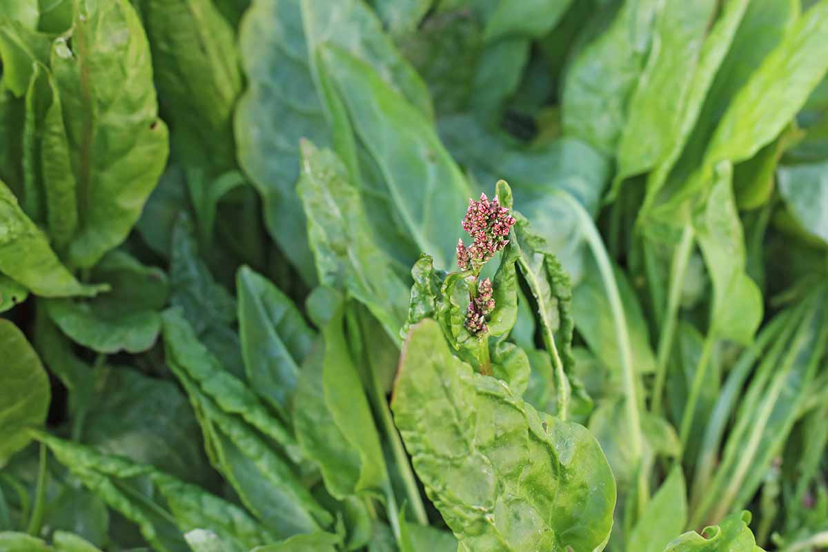French Sorrel Herb Seeds for Fresh Culinary Gardens and Microgreens – Fresh Herb for Your Garden
