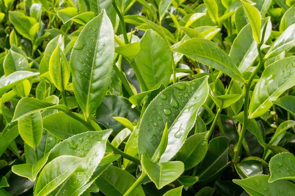 organic-tea-plant-seeds-camellia-sinensis-for-home-gardens


