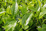 organic-tea-plant-seeds-camellia-sinensis-for-home-gardens

