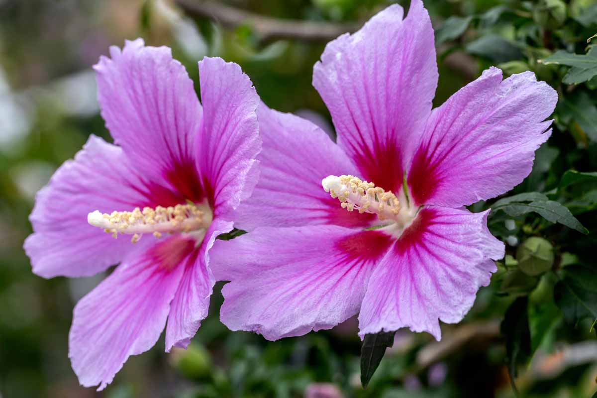 Rose of Sharon Hibiscus Syriacus Rosa Flowering Seeds For Planting in backyard garden or privacy borders