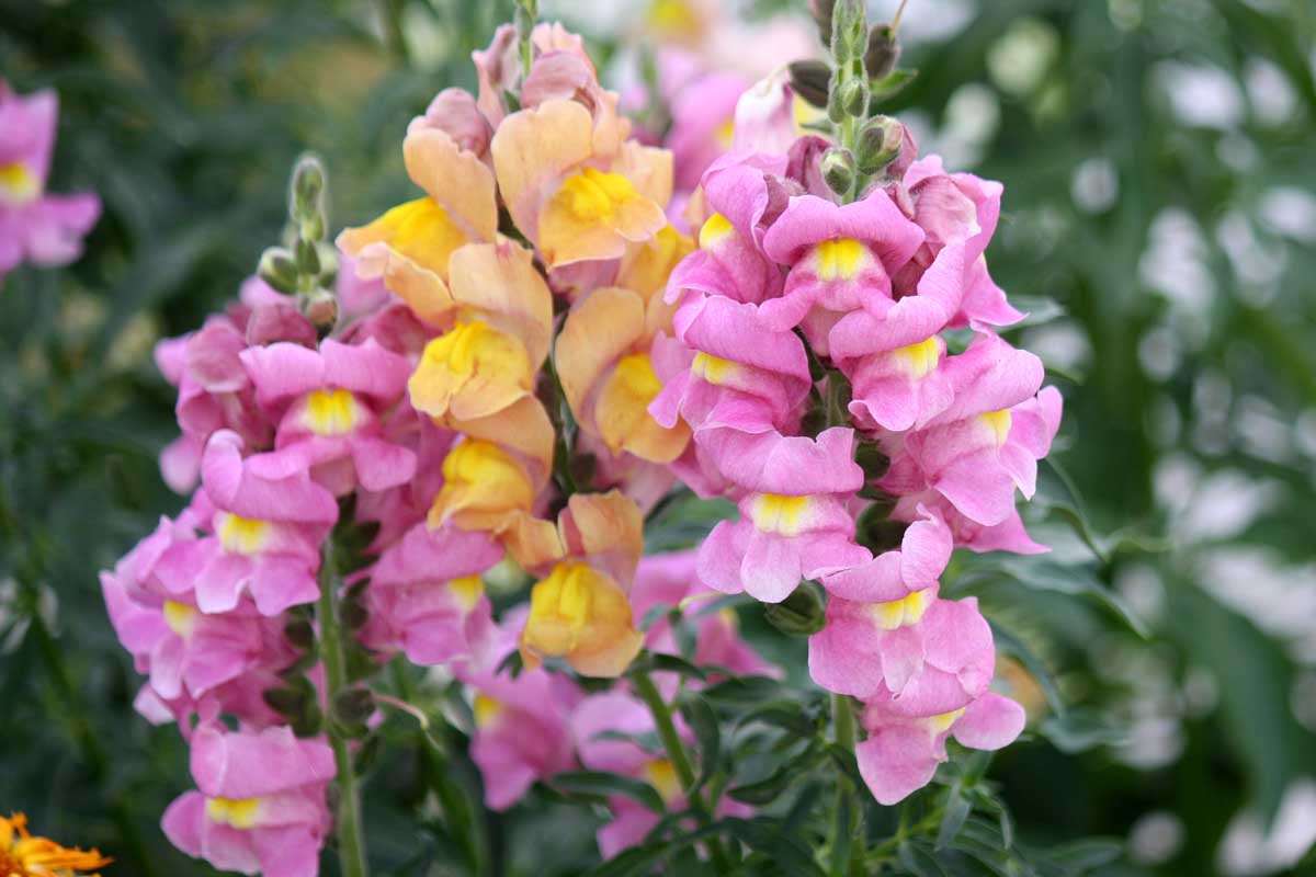 Antirrhinum Majus Snapdragon Flower Seeds for home garden and decorative planting