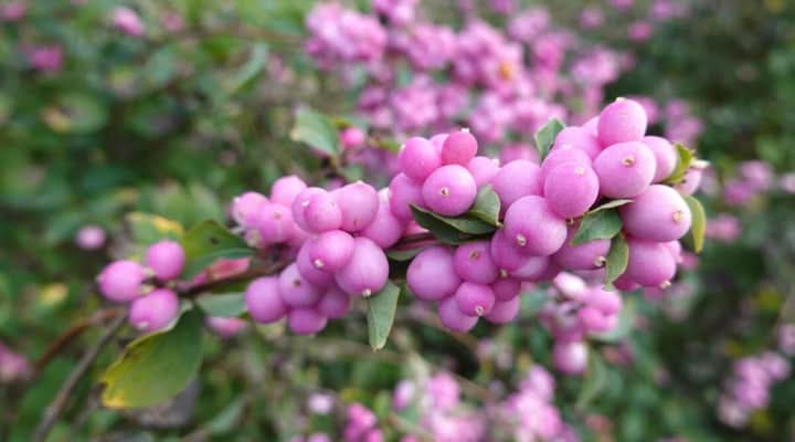 Coralberry Flower Seeds for Planting – Colorful Ornamental Garden Blooms