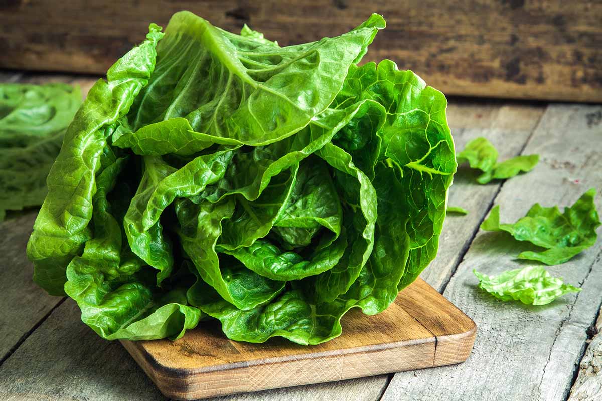 Lamb Lettuce Vegetable Seeds for Planting