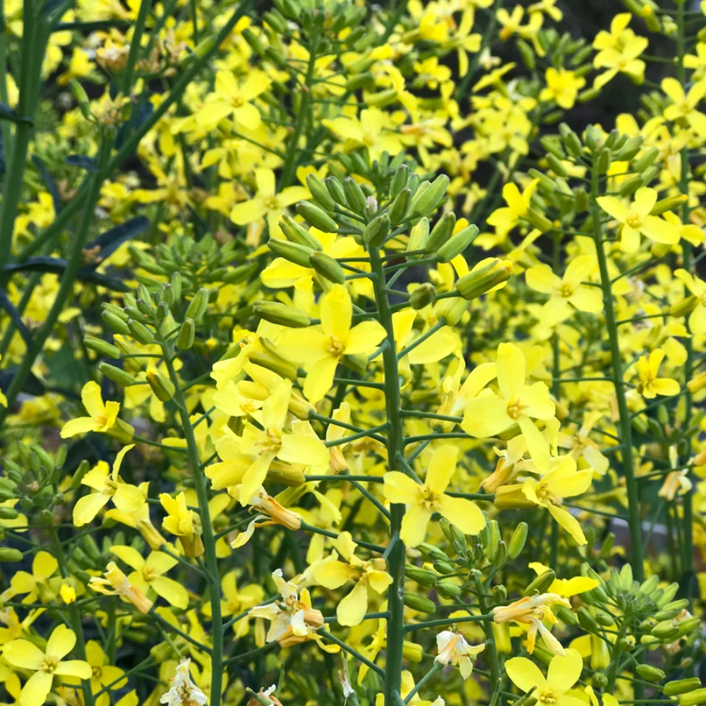 Kale Seeds for Planting, Yellow