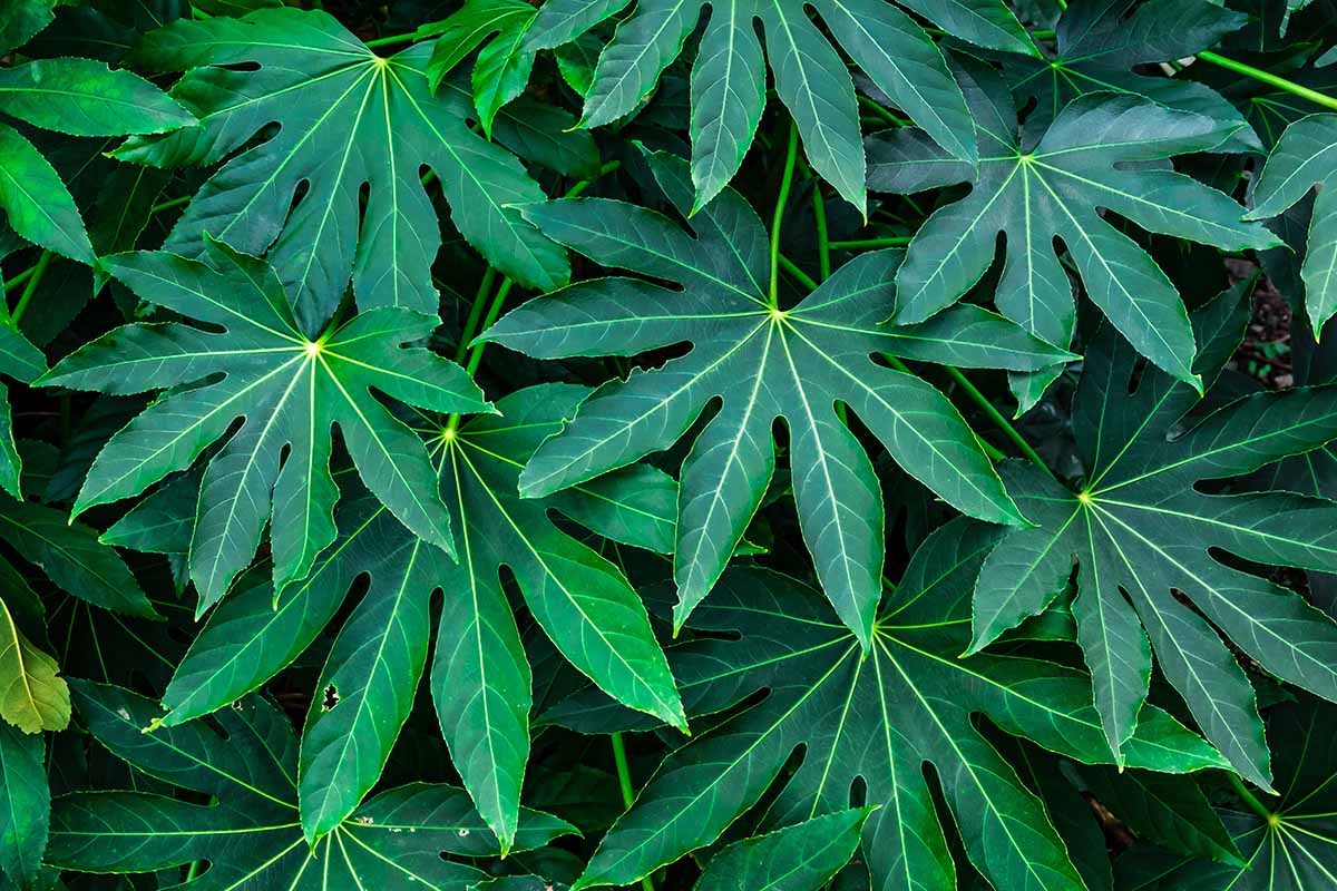 Green Fatsia Aralia Seeds – Tropical Beauty-Heirloom & Non-GMO Seeds for planting – Fresh Herb for Your Garden