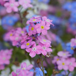 Guide image showing how to plant Forget-Me-Not seeds in a moist, partial shade garden.