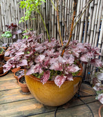 Guide image showing the process of planting Red Shiso seeds at home for best growth.