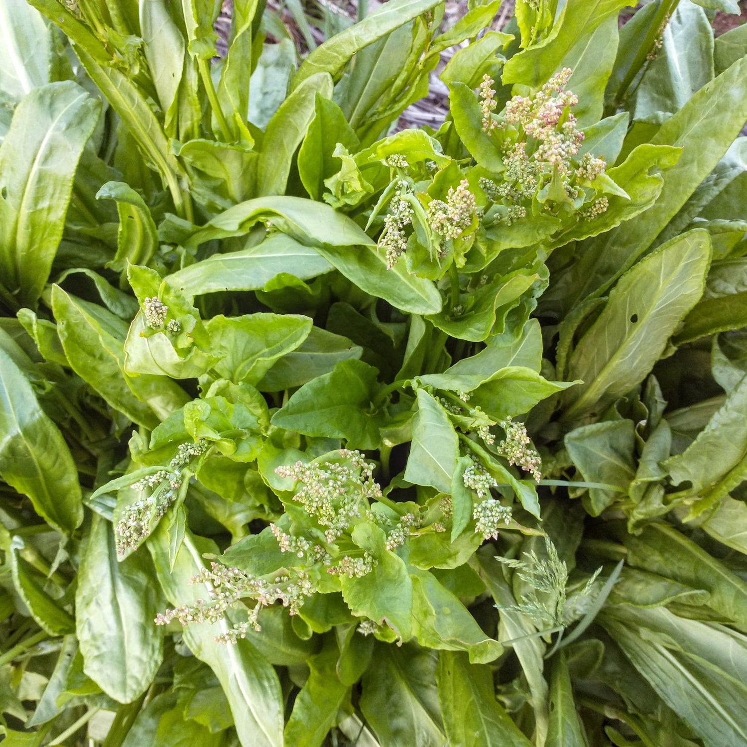 Guide showing how to plant Sorrel seeds in moist, rich soil for best growth.