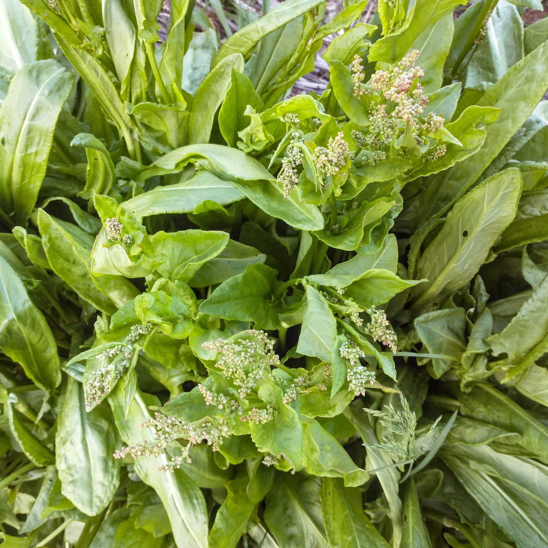 Guide showing how to plant Sorrel seeds in moist, rich soil for best growth.