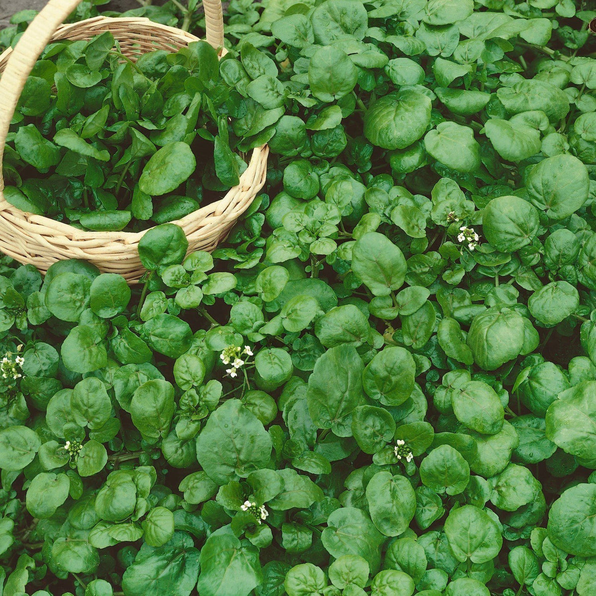 Guide image showing how to plant tiny Watercress seeds on the surface of saturated soil.