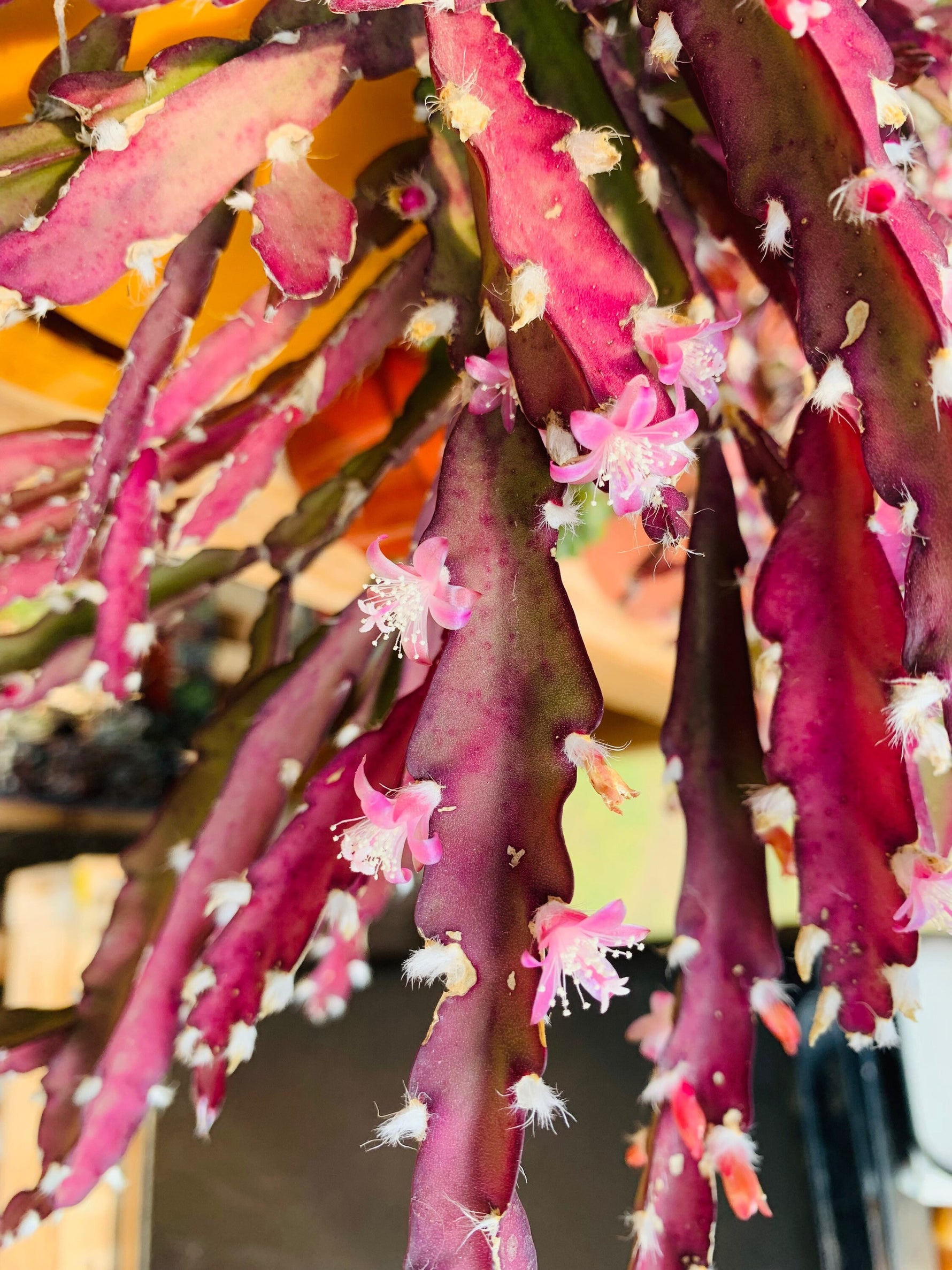 Guide showing how to plant tiny Lepismium seeds on the surface of porous cactus mix.