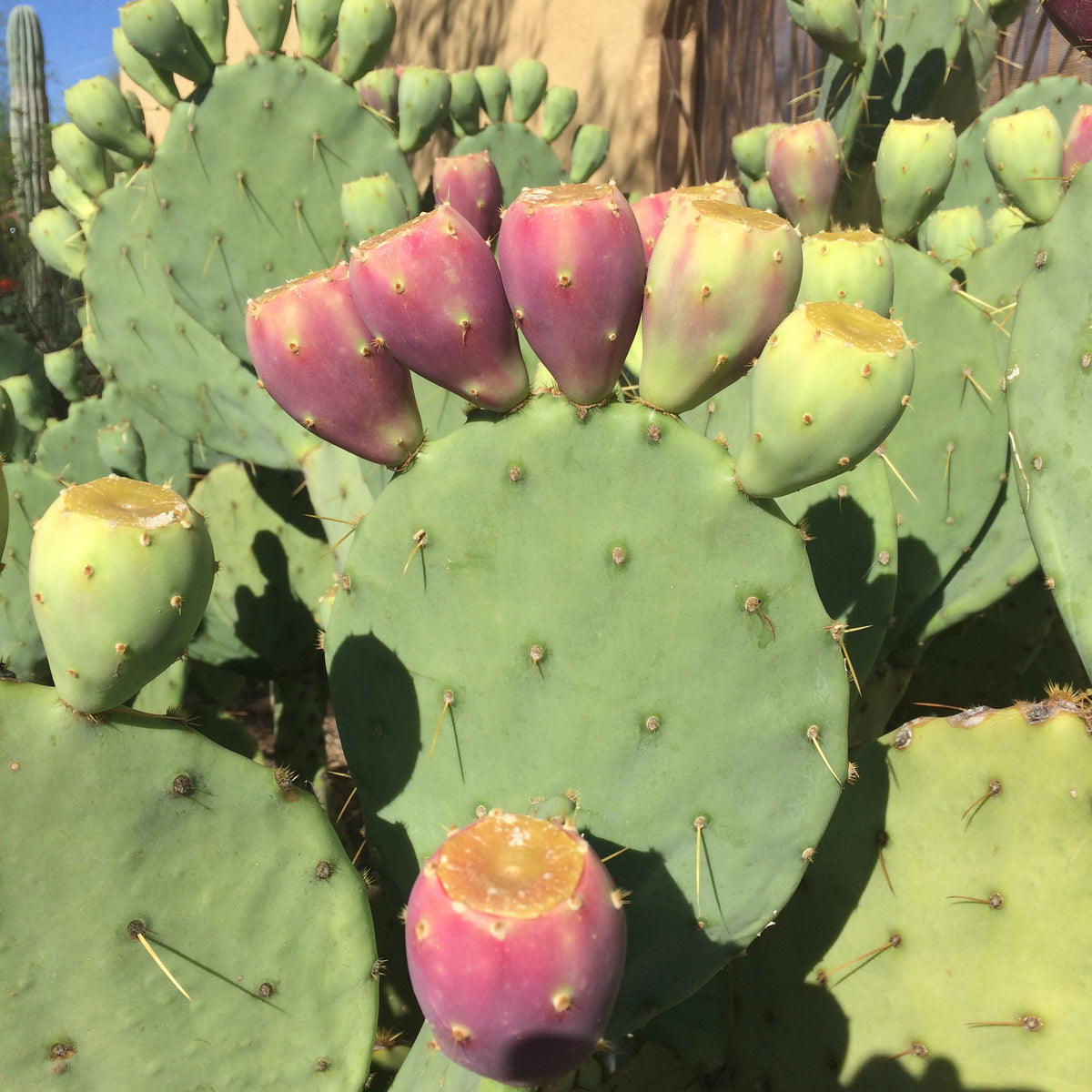 Guide showing the scarification process for hard-coated Prickly Pear Cactus seeds.
