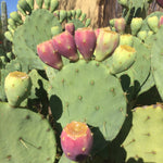 Guide showing the scarification process for hard-coated Prickly Pear Cactus seeds.