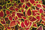 Guide showing how to start Coleus seeds on the surface for light germination.