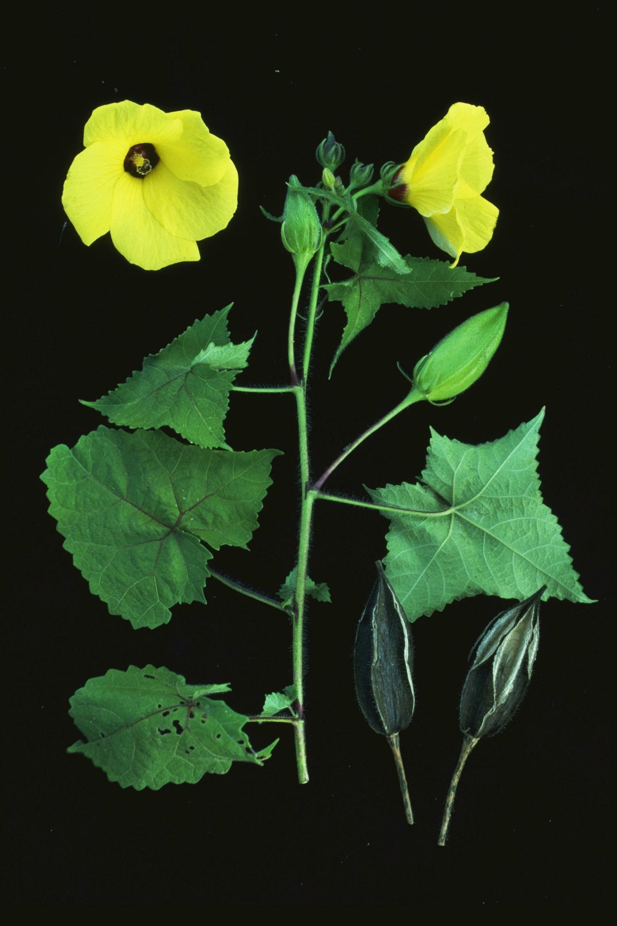 Image illustrating the process of starting Musk Mallow seeds indoors before spring.