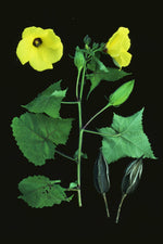 Image illustrating the process of starting Musk Mallow seeds indoors before spring.