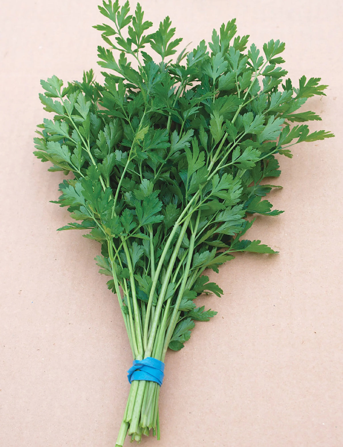 Guide showing the process of pre-soaking Parsley seeds to improve germination.