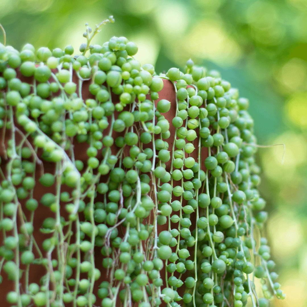 Guide showing how to start tiny String of Pearls seeds on the surface with high humidity.