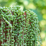 Guide showing how to start tiny String of Pearls seeds on the surface with high humidity.