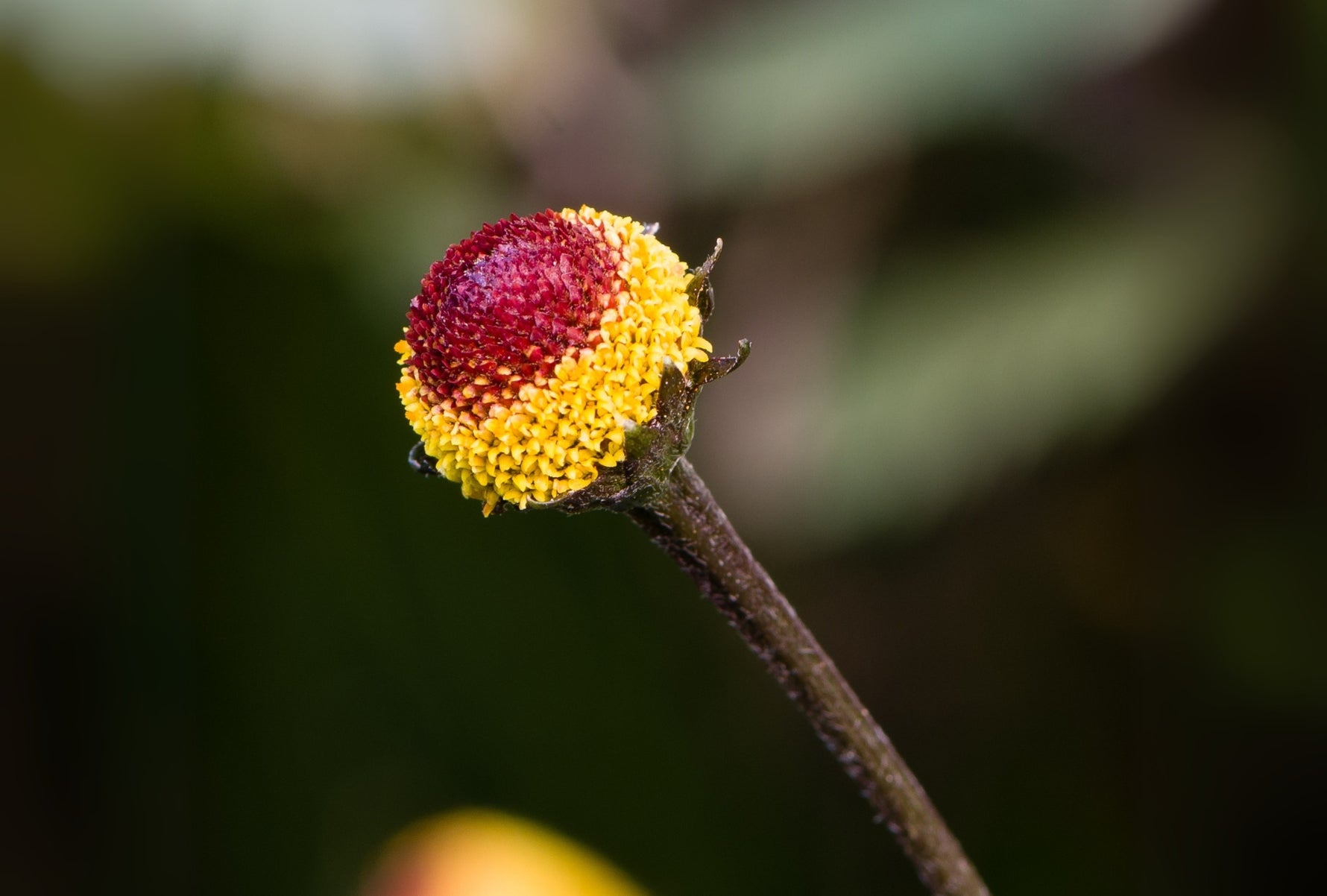 Guide showing how to start tiny Toothache Plant seeds on the surface requiring light.