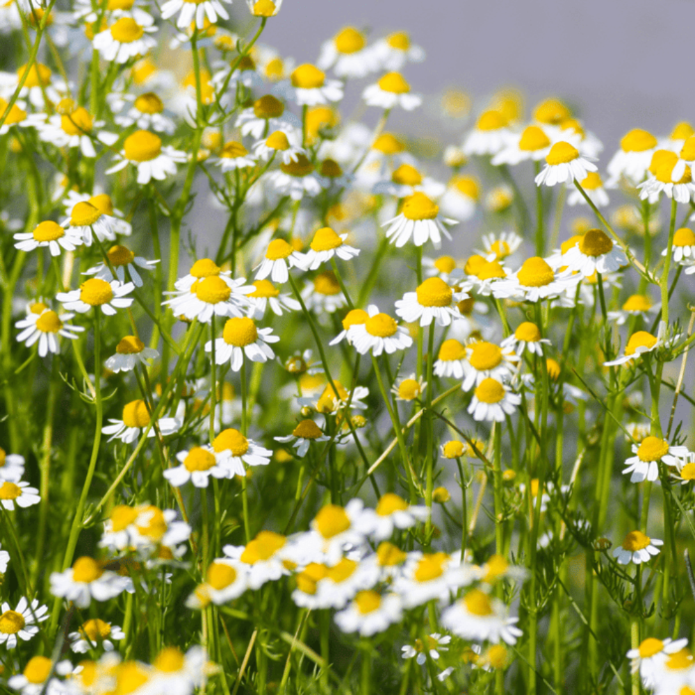 Chamomile German - Seeds - Medicinal Herb and Tea - GMO – Heirloom, Non-GMO, High Germination Organic Garden Seeds