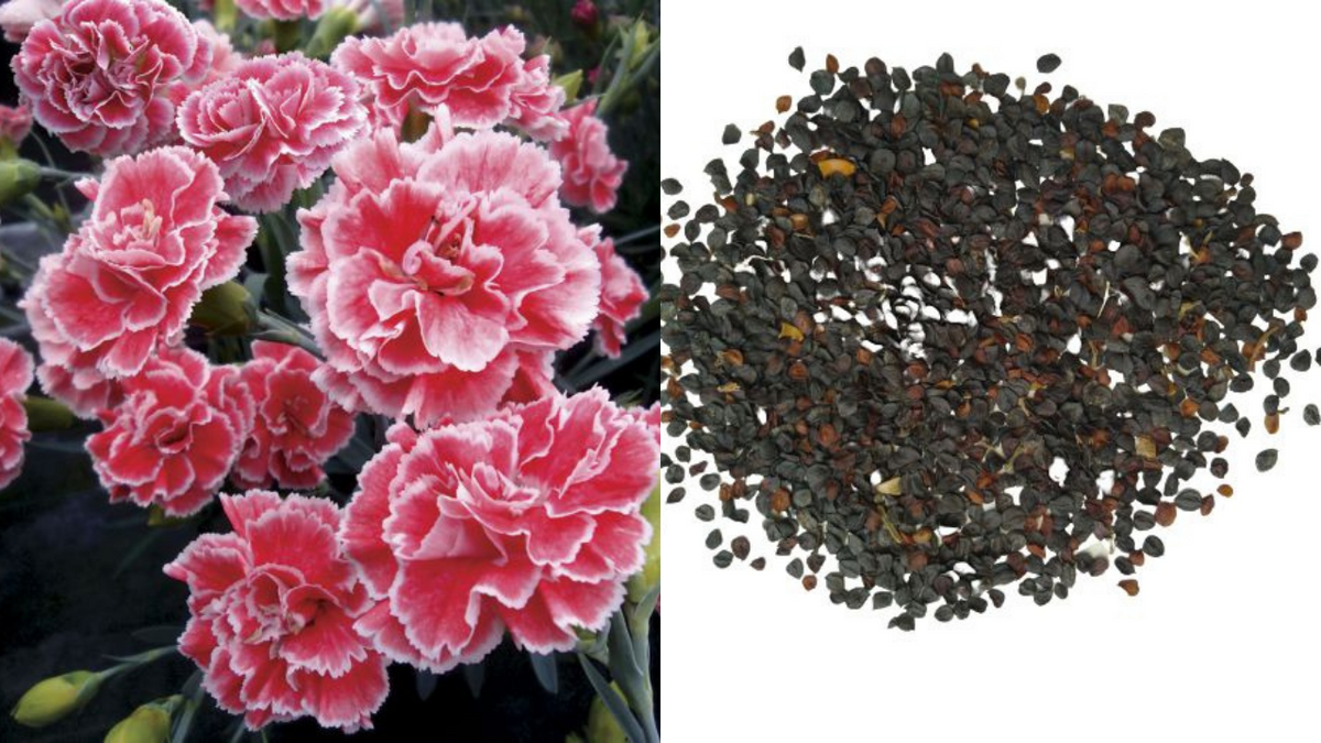 Dianthus Dianthus chinensis flower seeds for planting in indoor pots or home garden flower beds