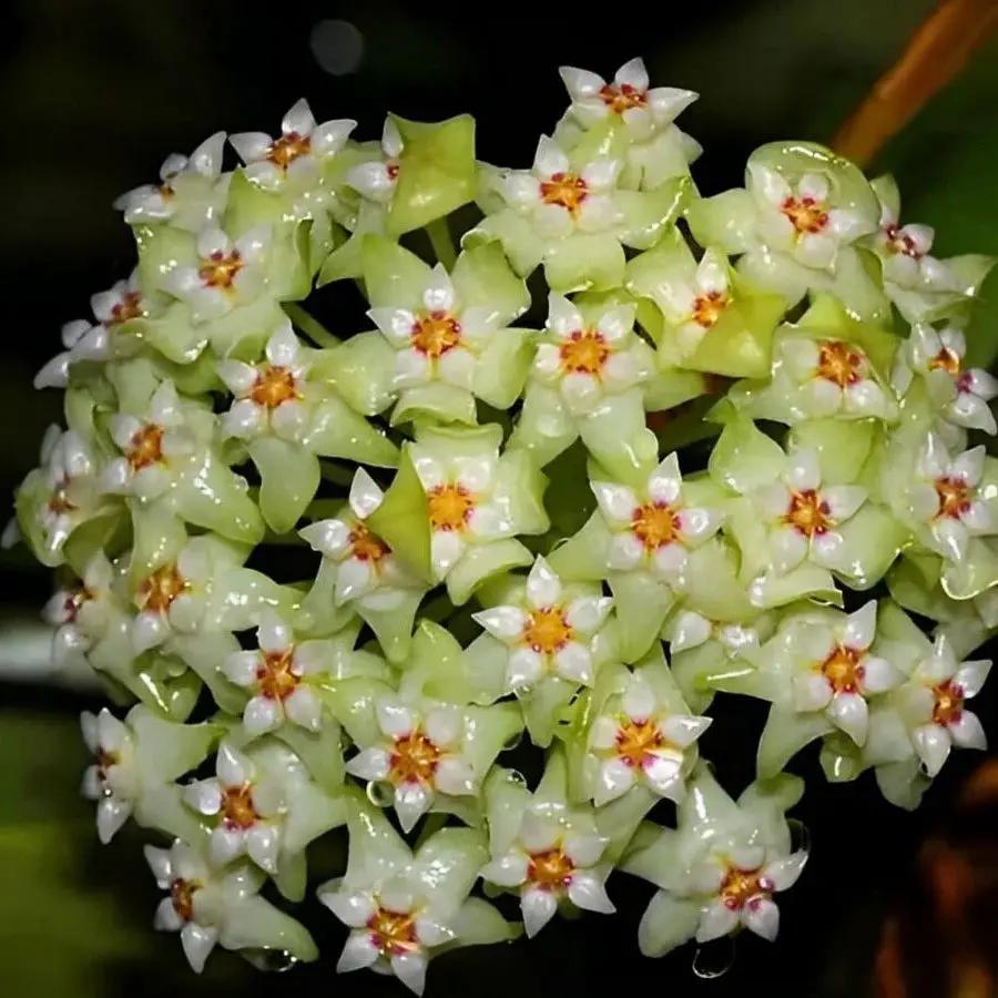 Green White Hoya Flower Seeds Light Green for Planting, NON GMO Seeds for planting in home garden