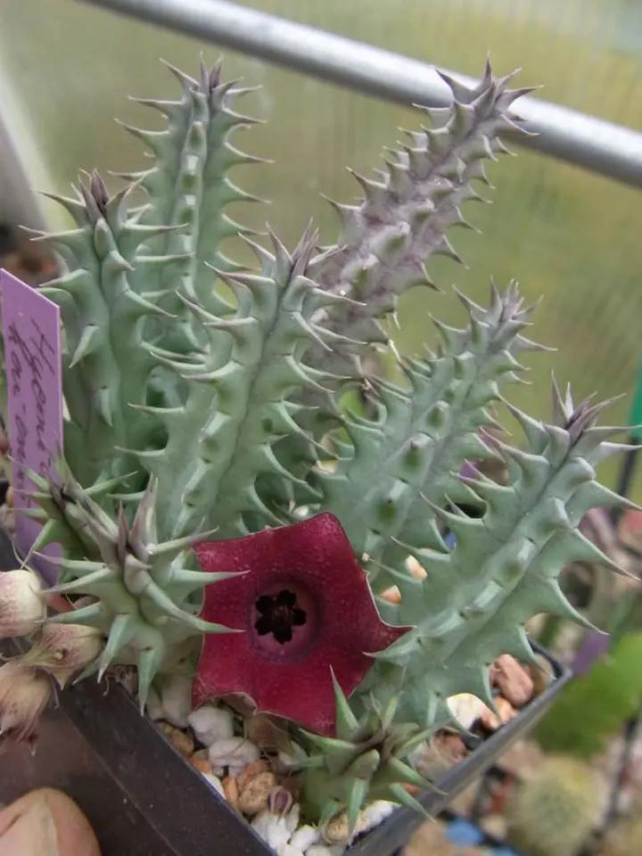 Huernia Keniensis Flower Seeds for Planting, NON GMO Seeds Dhara Seeds