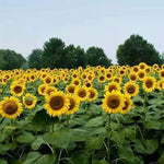 Humidity And Heat Resistant Sunflower For Sowing heirloom non-gmo organic garden seeds
