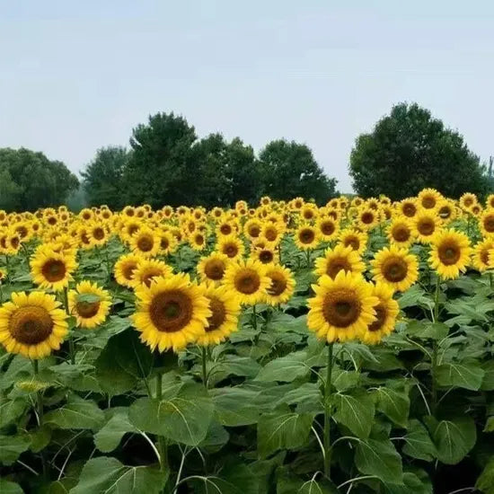 Humidity And Heat Resistant Sunflower For Sowing heirloom non-gmo organic garden seeds