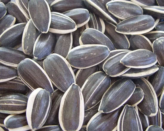 Humidity And Heat Resistant Sunflower For Sowing – Heirloom, Non-GMO, High Germination Organic Garden Seeds