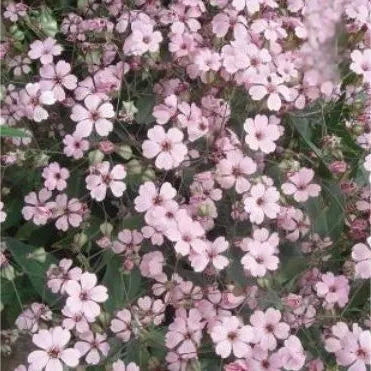 Humidity And Warmth Loving, Ornamental, Drought Tolerant, Annual Herb Flower Gypsophila – Heirloom, Non-GMO, High Germination Organic Garden Seeds