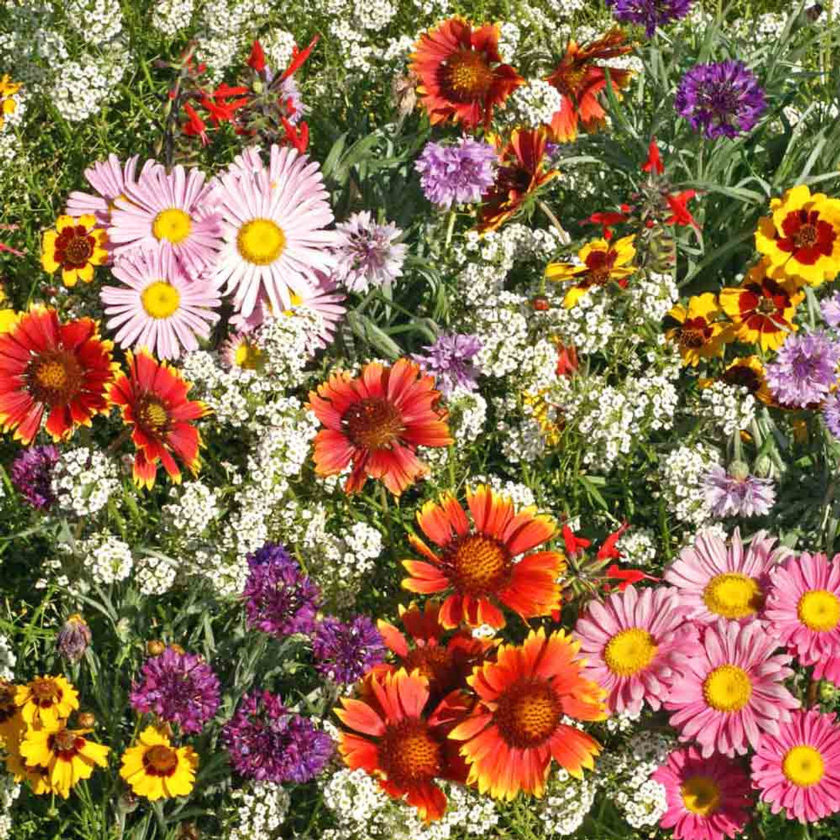 FreeBogo Wild Flower Mix Native Perennial OrganicButterfly Bees Hummingbird Seeds – Heirloom, Non-GMO, High Germination Organic Garden Seeds