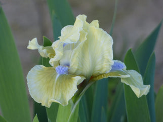 Hundy Dwarf Iris