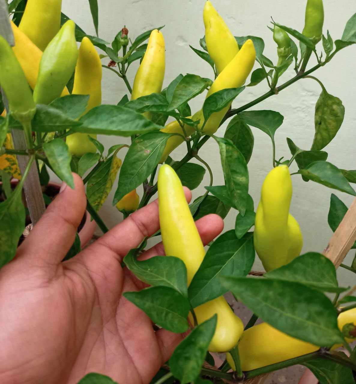 Geronimo Hungarian Wax Pepper Hybrid Seeds | Hot Yellow-to-Red Wax Peppers – Heirloom, Non-GMO, High Germination Organic Garden Seeds