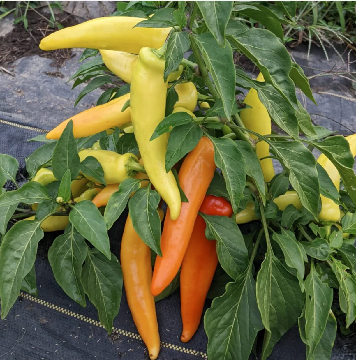 Geronimo Hungarian Wax Pepper Hybrid Seeds | Hot Yellow-to-Red Wax Peppers – Heirloom, Non-GMO, High Germination Organic Garden Seeds