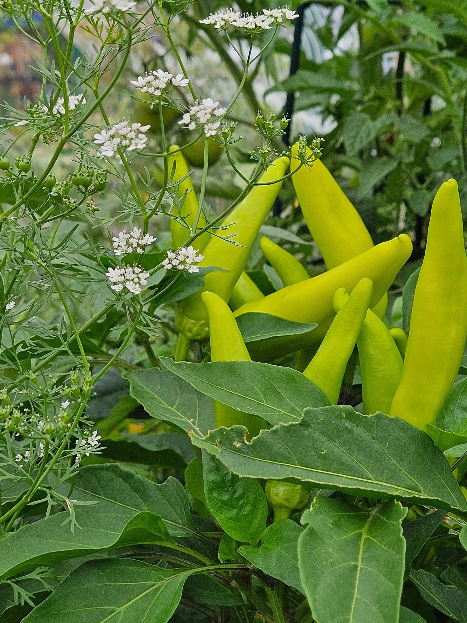 Hungarian Seeds for Home Garden