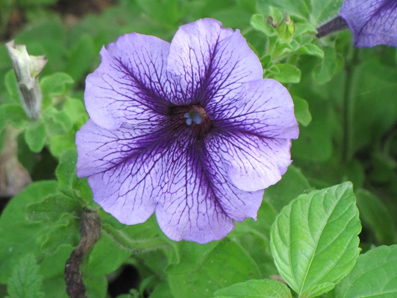 Petunia Shock Wave Rose Petunia hybrida annual flower seeds for vibrant bedding and indoor pots