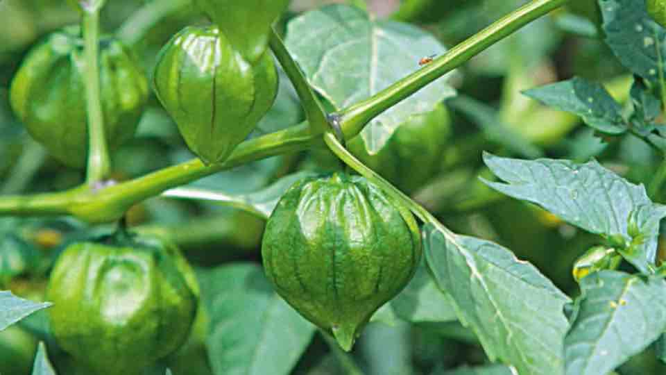 Husk Tomato (Physalis ixocarpa)