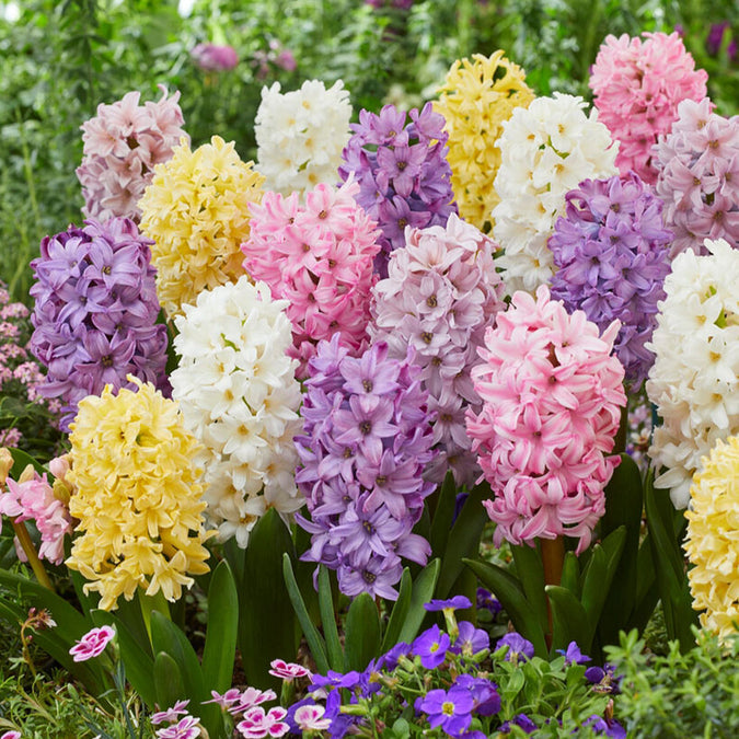 flowers high quality flower seeds for growing vibrant and colorful blooms in home gardens and landscapes organic flowers premium organic flower seeds for sustainable gardening and beautiful blossoms suitable for all climates