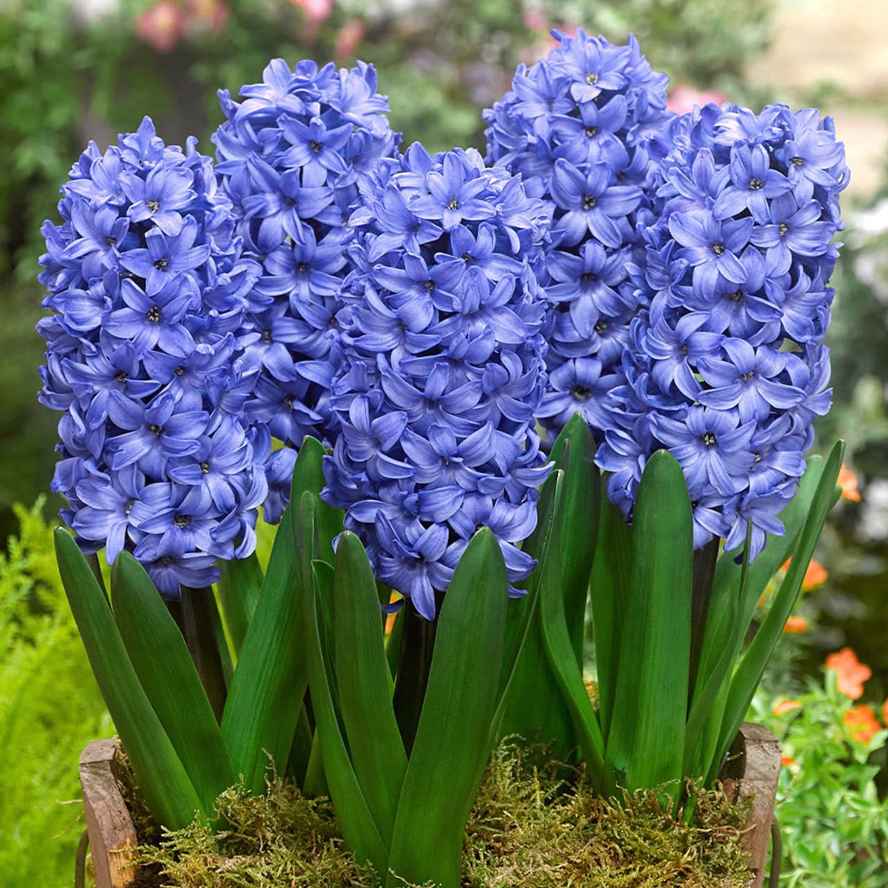 Blue Hyacinth Hyacinthus Orientalis Fragrant Flower Seeds